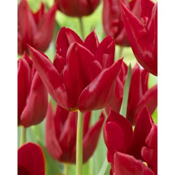 Tulip 'Bloody Mary'' - Pack of 12 Bulbs