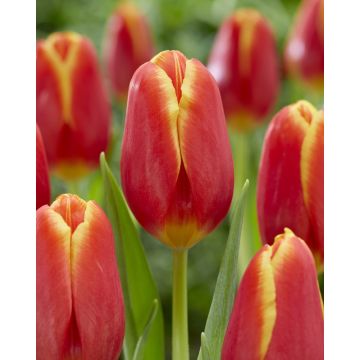 Tulip 'Choice' - Pack of 12 Bulbs