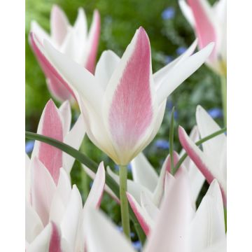 Tulip 'Clusiana Lady Jane' - Pack of 12 Bulbs