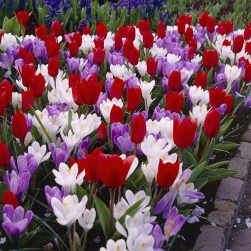 Perfect Lover - Tulip & Crocus Mix - Pack of 30 Bulbs