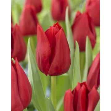 Tulip 'Curry' - Pack of 12 Bulbs
