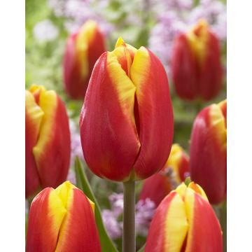 Tulip 'Dow Jones' - Pack of 12 Bulbs