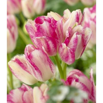 Tulip Dream Club - Pack of 8