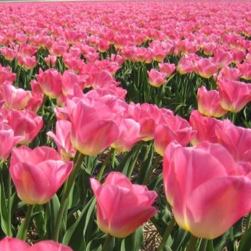 Tulip Dynasty - Pack of 8
