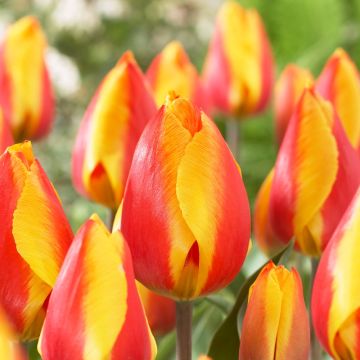 Tulip 'Flair' - Pack of 6 Bulbs