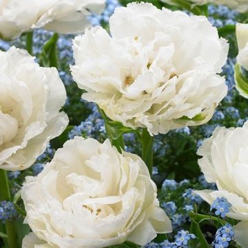 Double White Peony Flowered Tulips Grobina - 10 Bulbs