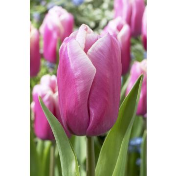 Tulip 'Holland Beauty' - Pack of 12 Bulbs