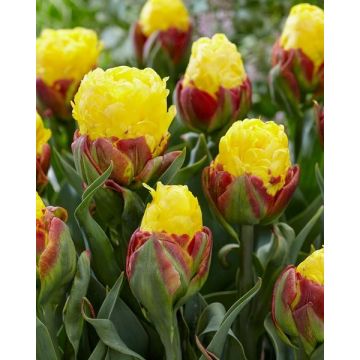 Double-Flowered Yellow Tulips - Ice Cream Banana