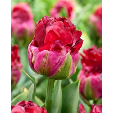 Tulipa Cranberry Ice Cream - Double-Flowered Tulip - Pack of 6