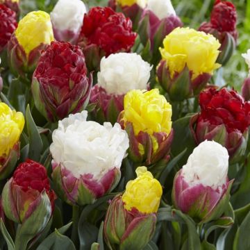 10 x Tulip Ice Cream Mix - Exclusive Tulips