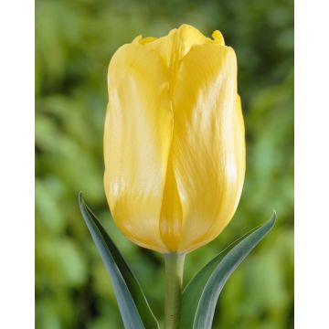 Tulip 'Jan Van Nes' - Pack of 12 Bulbs