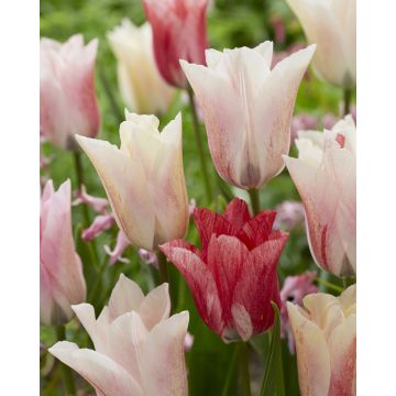Tulip Karate - Colour Changing Tulip - Pack of 10