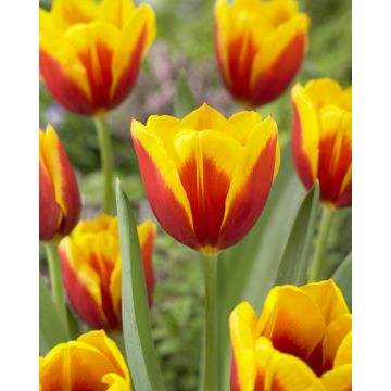 Tulip 'Kees Nelis' - Pack of 12 Bulbs