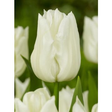 Tulip 'Kiwanis' - Pack of 12 Bulbs