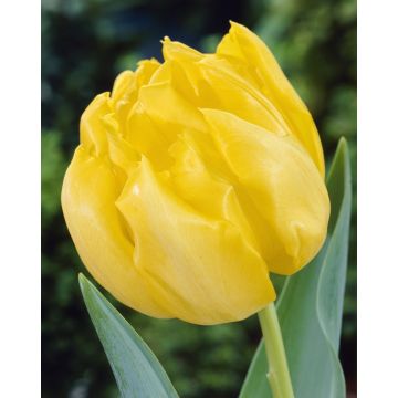 Tulip 'Monte Carlo' - Pack of 12 Bulbs