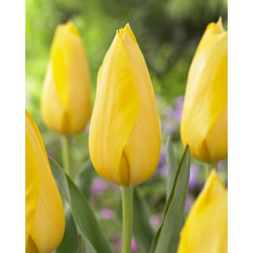 Tulip 'Muscadet' - Pack of 12 Bulbs