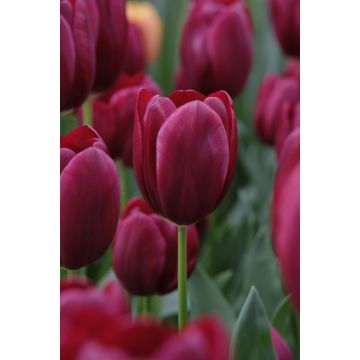 Tulip 'National Velvet' - Pack of 12 Bulbs