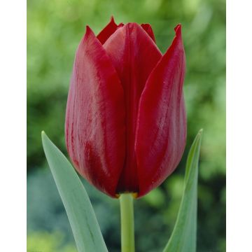 Tulip 'Pallada' - Pack of 12 Bulbs