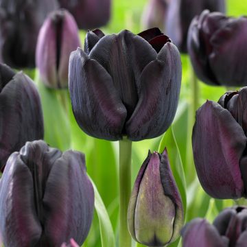 Tulip Paul Scherer - 50 Bulbs
