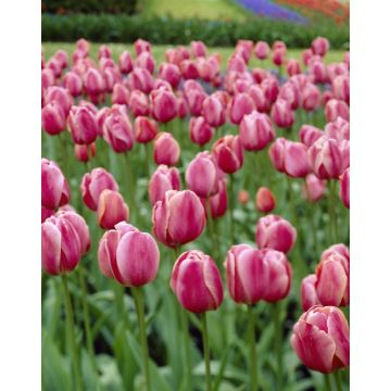 Tulip 'Primavera' - Pack of 12 Bulbs