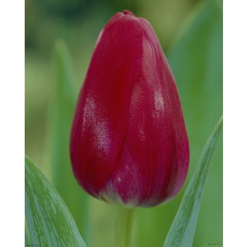Tulip 'Primavista' - Pack of 12 Bulbs