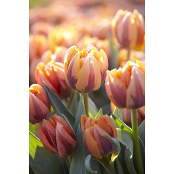 Tulip 'Prinses Irene' - Pack of 12 Bulbs