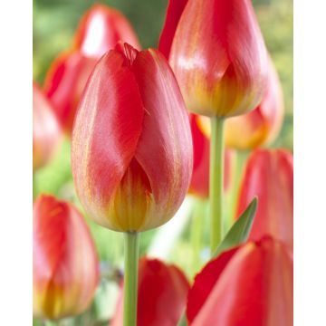 Tulip 'Prins Claus' - Pack of 12 Bulbs