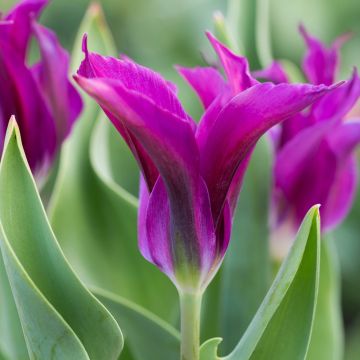 Tulipa Purple Doll - Pack of 8 Lily Flowering Tulips