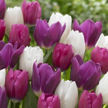 Tulip Triumph Purple-White Mix - Pack of 30 Bulbs