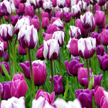 Tulip Rembrandt Painter's Brush Blend - Pack of 5 Bulbs