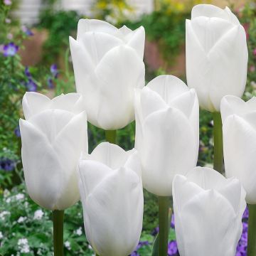 Tulip Royal Virgin - 50 Bulbs