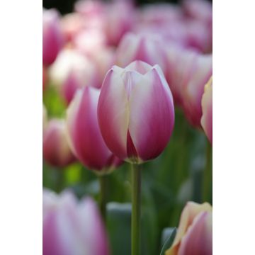 Tulip 'Russian Princess' - Pack of 12 Bulbs