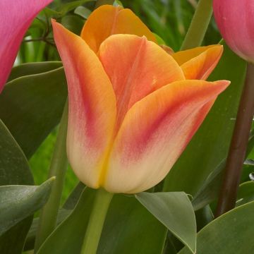 Tulip Salmon Dynasty - Pack of 12 Bulbs