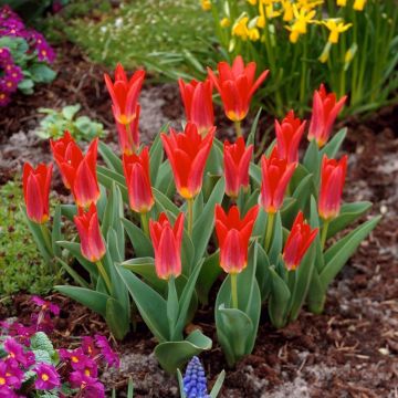 Tulip Scarlet Baby - Pack of 10 Bulbs