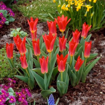 Tulip Scarlet Baby - Pack of 10