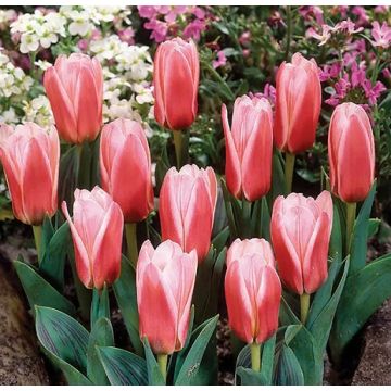  Tulip Short Stemmed Pink - Pack of 25