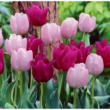 Tulip Simply Elegance - Pack of 25 Bulbs