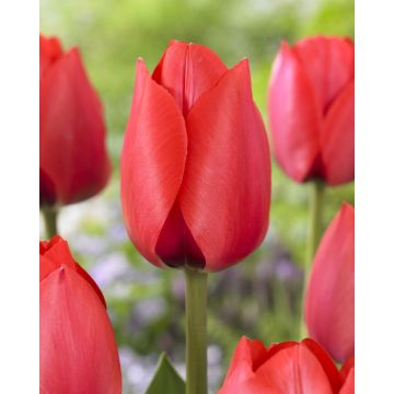 Tulip 'Spryng' - Pack of 12 Bulbs