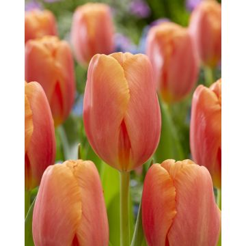 Tulip 'Time Out' - Pack of 12 Bulbs
