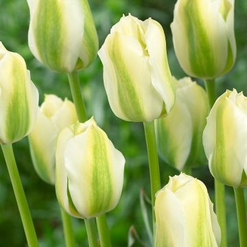 Tulip Twilight Princess - Pack of 8