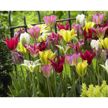 Tulip 'Viridiflora' Mixed - Pack of 12 Bulbs
