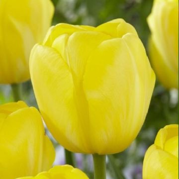 Tulip 'Yellow Angel' - Pack of 12 Bulbs