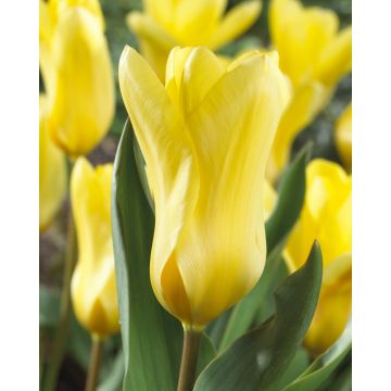 Tulip 'Yellow Empress' - Pack of 12 Bulbs
