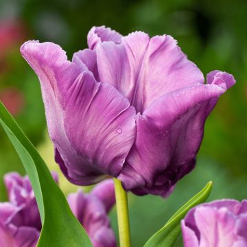 Tulip Blue Parrot - Pack of 6