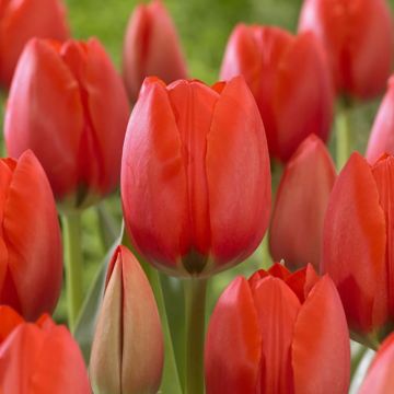 Tulip Darwin Red - Pack of 8