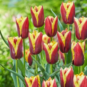 Tulip Gavota - Pack of 8