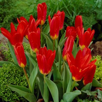 Tulip Scarlet Baby