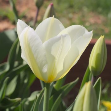 Tulip Purissima - Pack of 6
