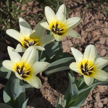 Tulip Concerto - Pack of 6 Bulbs