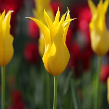 Tulip La Perla - Pack of 6 Tulip La Perla - Pack of 6